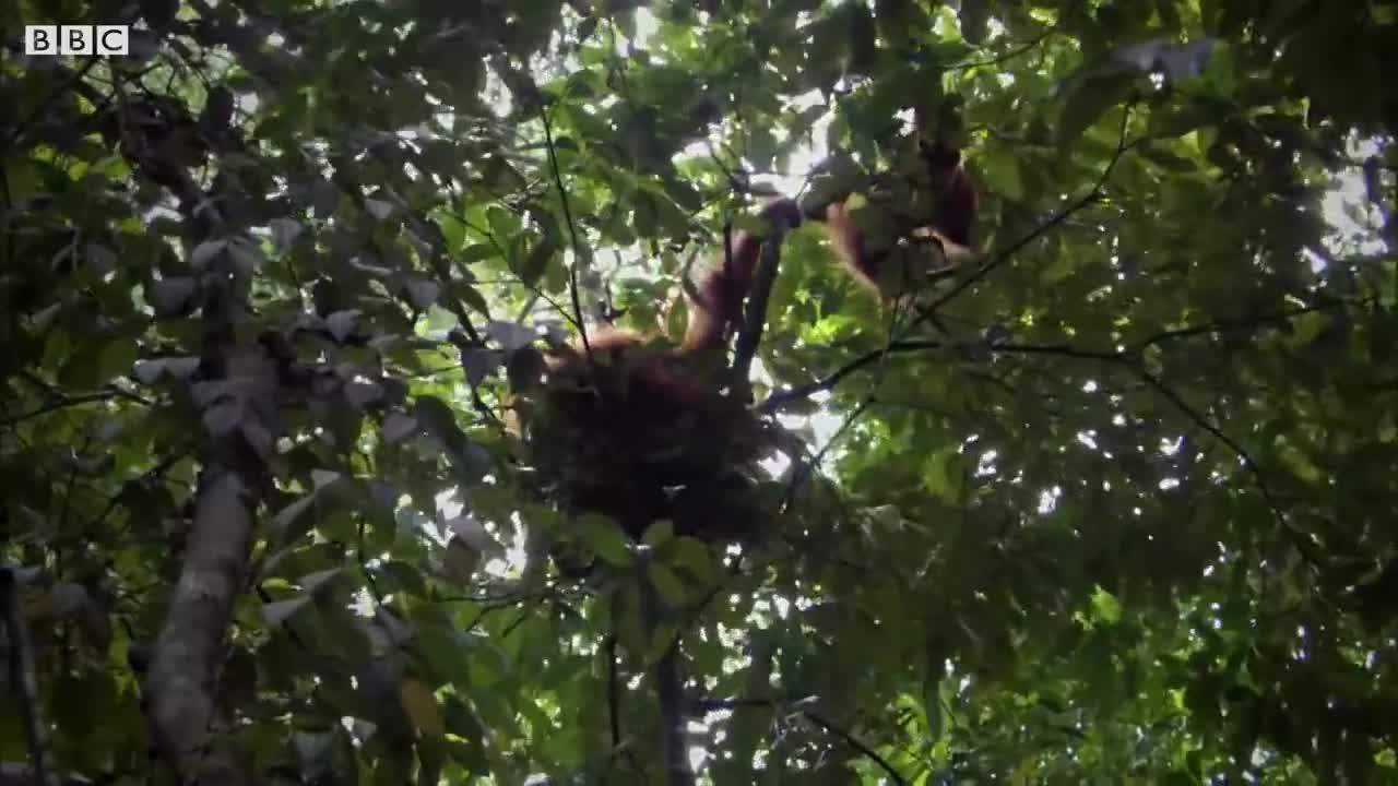 Mother Orangutan Teaches Daughter How to Survive in the Rainforest | Life | BBC Earth