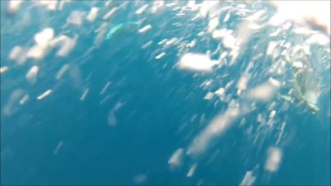 Close encounter with wild dolphins in the Azores