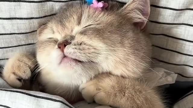 The kitten just woke up is so cute