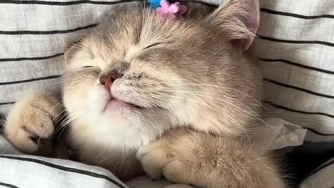 The kitten just woke up is so cute