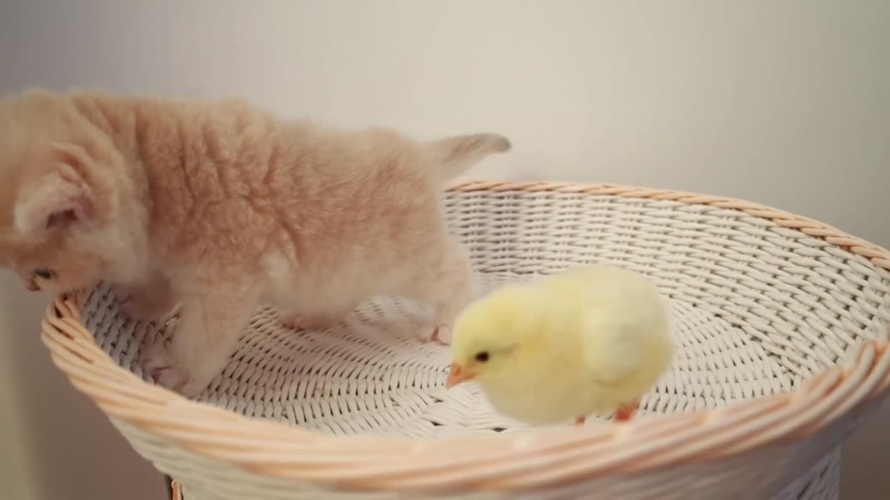 Cute Kitten's Play With Tiny Chicken Play Together