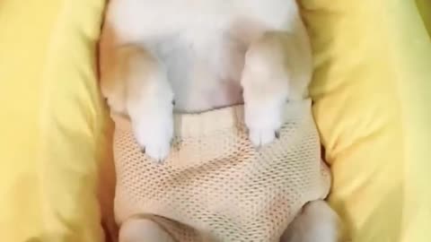 Pristine Pups: Mastering the Art of Doggy Bath Time
