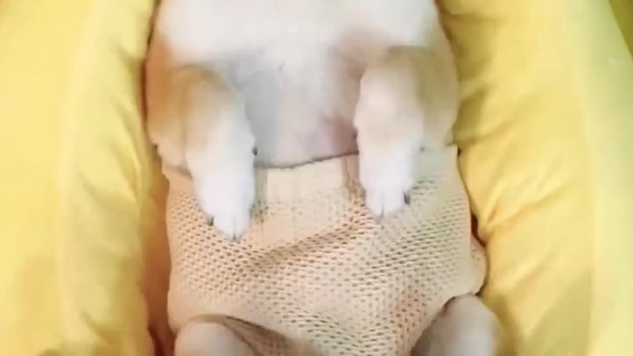 Pristine Pups: Mastering the Art of Doggy Bath Time