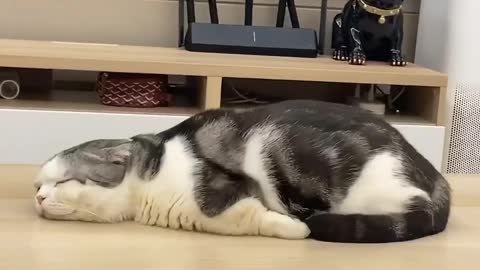Unique sleeping posture of cats