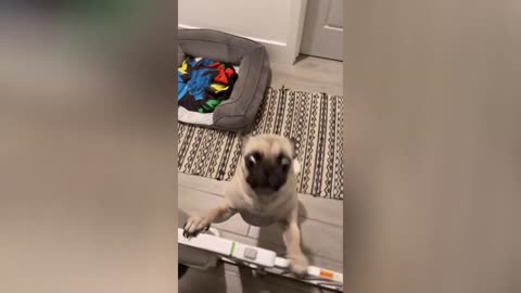 Funny Animals Videos Of 2024 😅 - Funniest Cats And Dogs 🐱🐶 | MNC Fun Tv #97