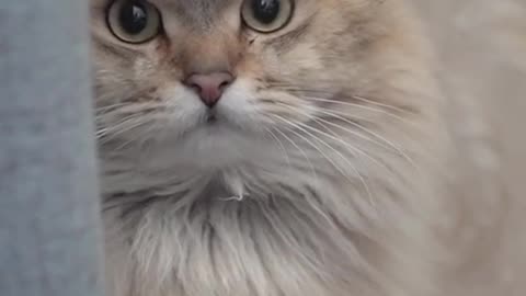 The humble meow meow online education # # cat cat