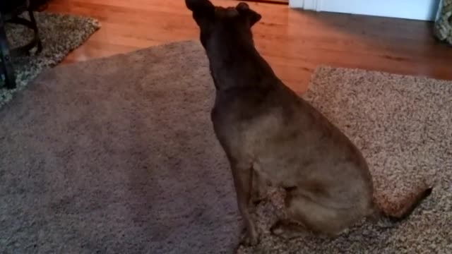 Buddy the little guy getting body checked by Peg.