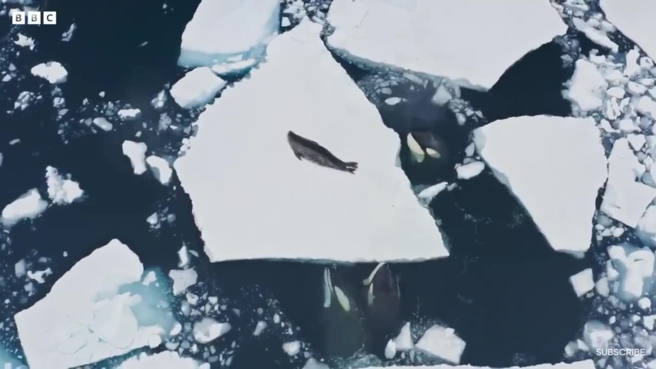 Incredible Orca Hunt Frozen Planet ll part 2
