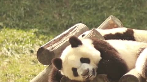 Welcome to Panda Playtime – Fun and Learning for Kids