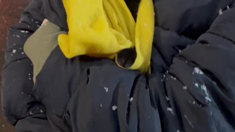 Cat Watches The Snow With Wide Eyes