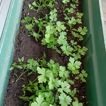 Parsley on the balcony