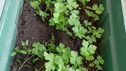 Parsley on the balcony