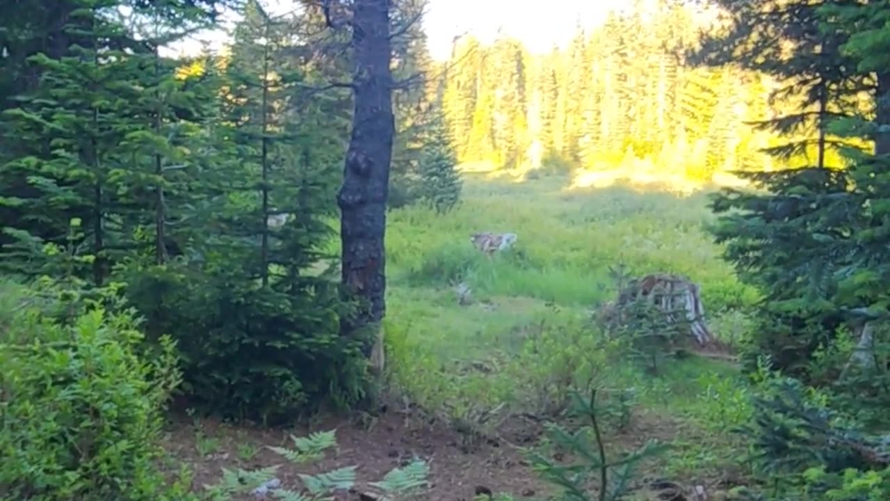 Close Call With A Black Bear