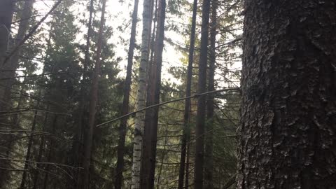Uralter Wald