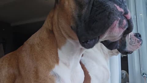 Duncan and Rutger at the window. Silly boxer dogs 😂