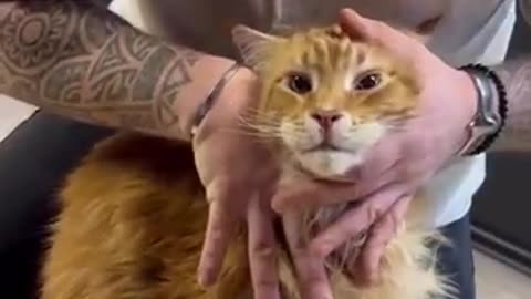 Cute cat for U. S. A😘😘