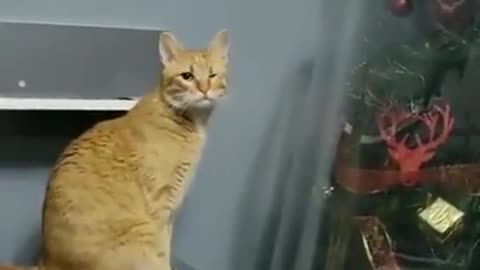 My cat's tried attacking my christmas tree