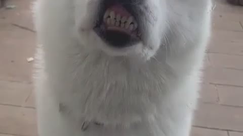 When she smiles behind the glass _ dog so funny