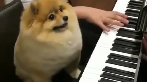 Cute girl and dog play