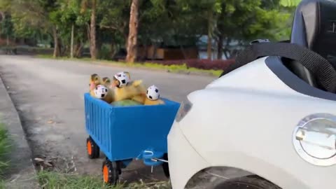 monkey takes a ride