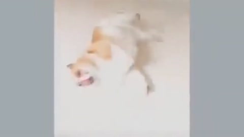 Dog Funny Video