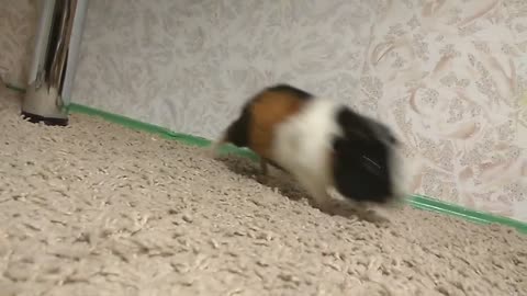 Funny guinea pigs