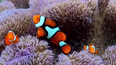 Did you know that in a group of clownfish also known as anemonefish