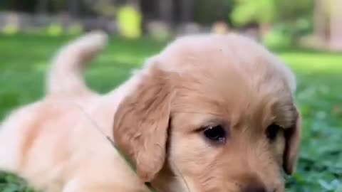 Puppy plays on Grass