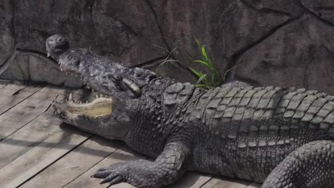 Crocodiles are cold-blooded animals