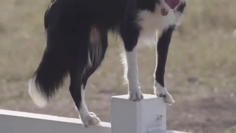 Super Duper Dog Training l #shorts # short videos