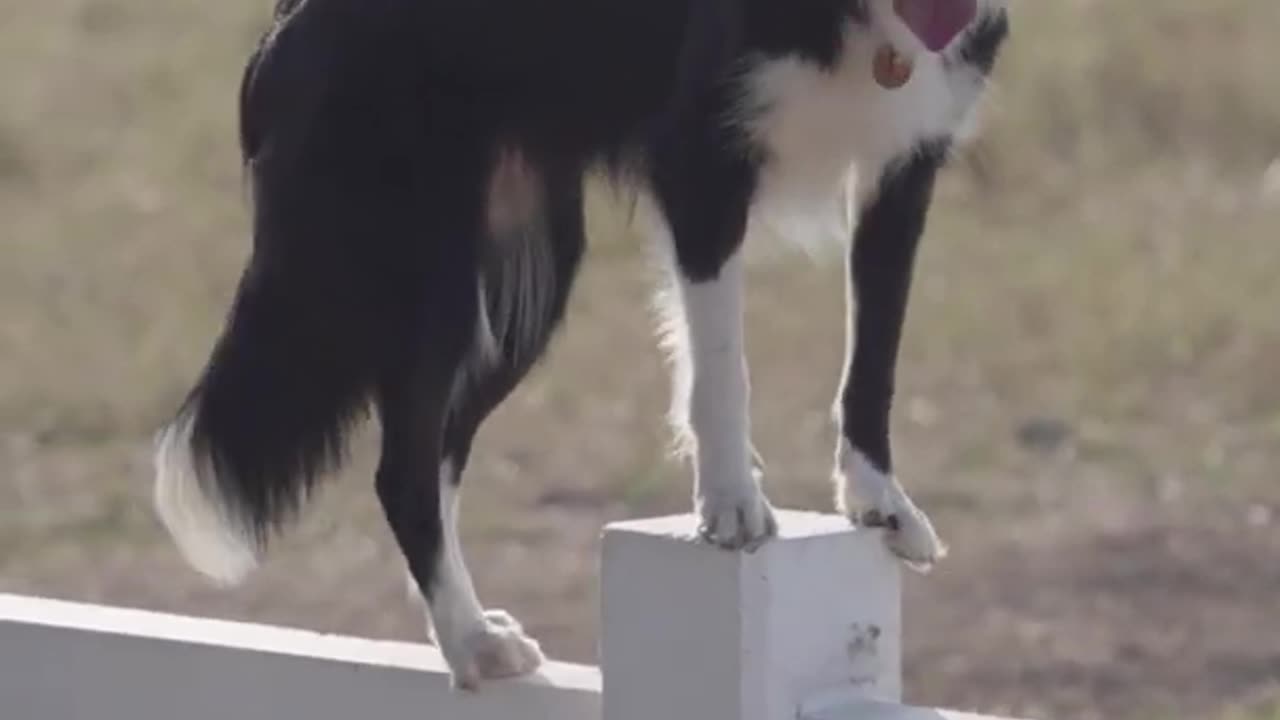 Super Duper Dog Training l #shorts # short videos