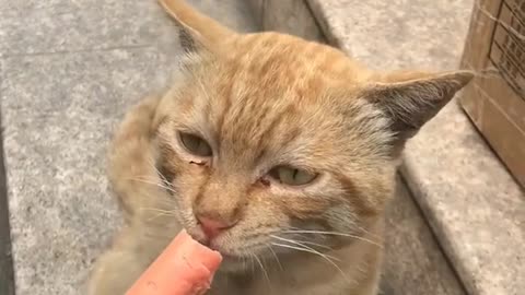 Cute kittens Baby Cats Cute #323and Funny Cat Videos Compilation #shorts #animals