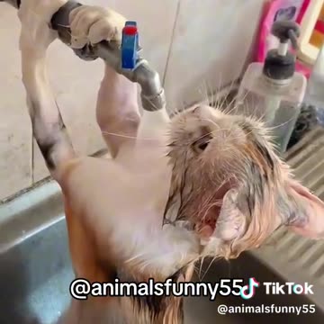 Funny animals compilation videos #13