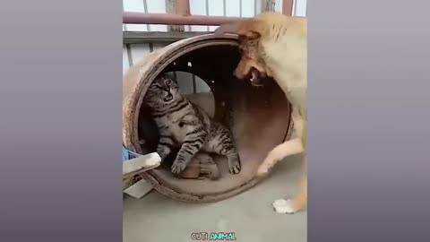 Funny dog and cat display