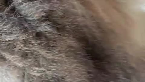 🦁🤣❤