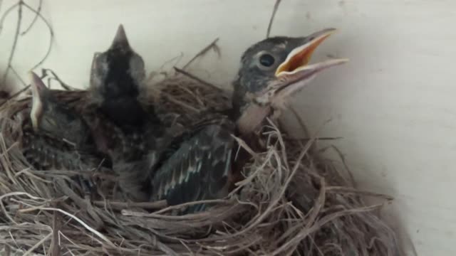 Baby Robins