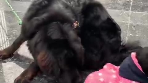 Big Dog So Funny Video