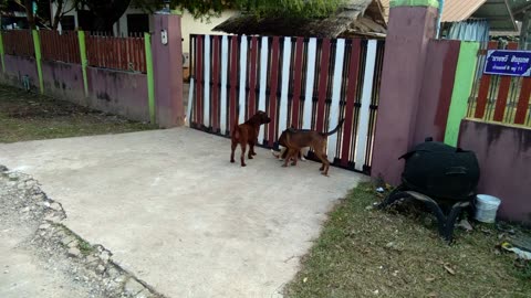 Robert, Oscar and Coffee having fun.