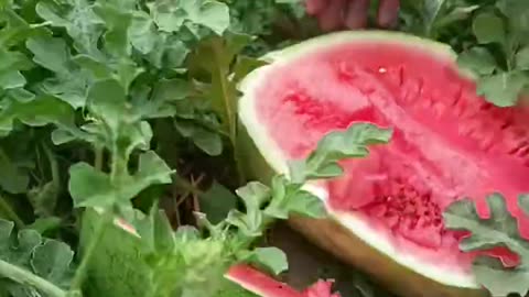 Beautiful and very fresh seedless watermelon - For fruit lovers