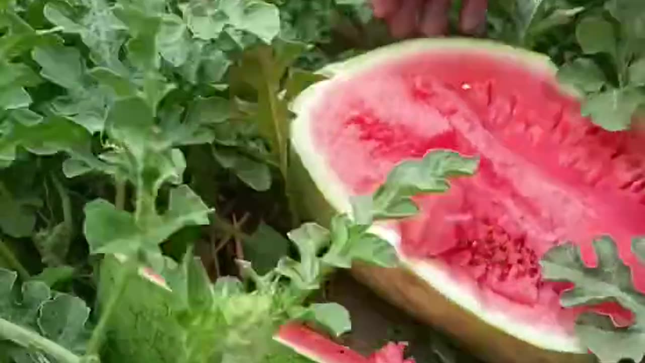 Beautiful and very fresh seedless watermelon - For fruit lovers
