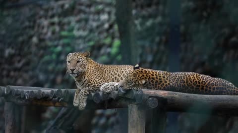 The fastest animal on earth