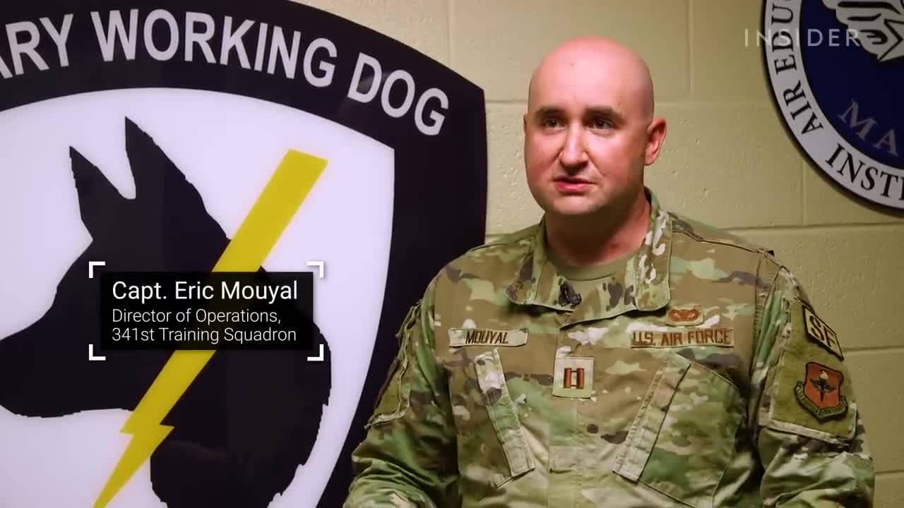 How Military Dogs Are Trained | Boot Camp | Business Insider
