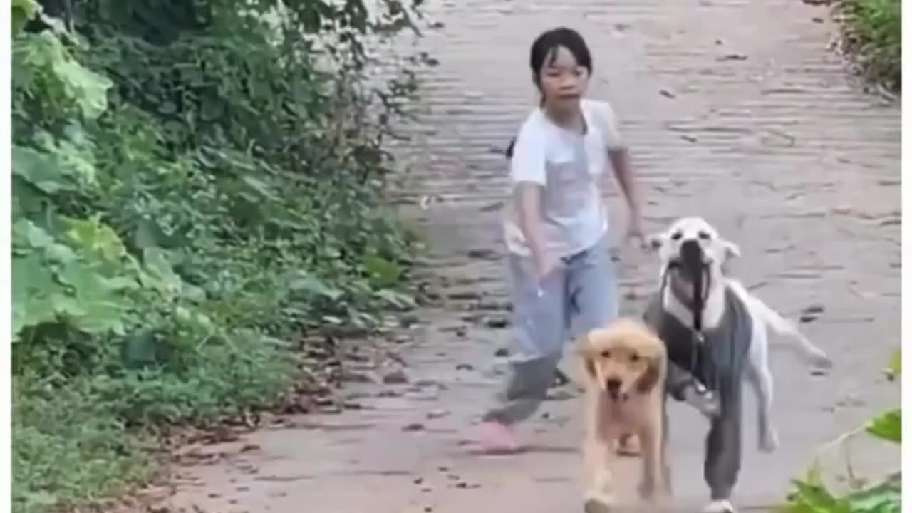 Love dogs and cats