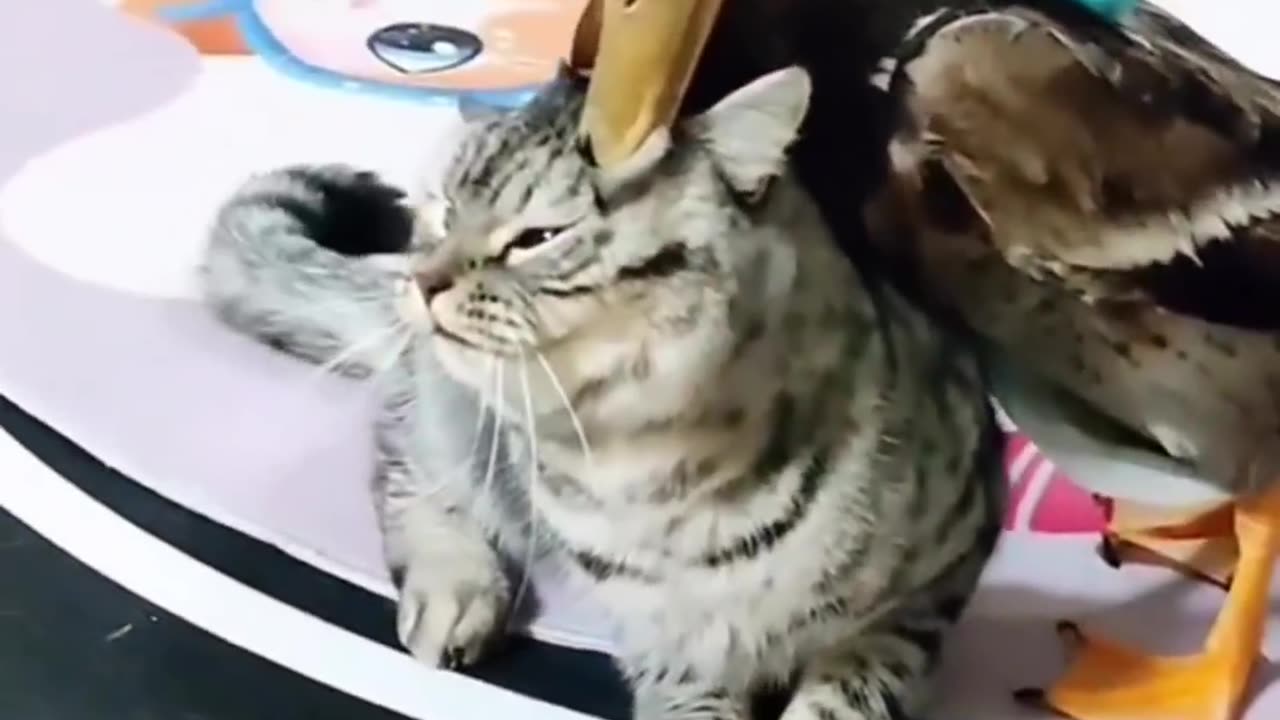 Love and fighting between two animals