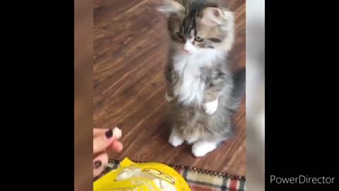 best caat funny