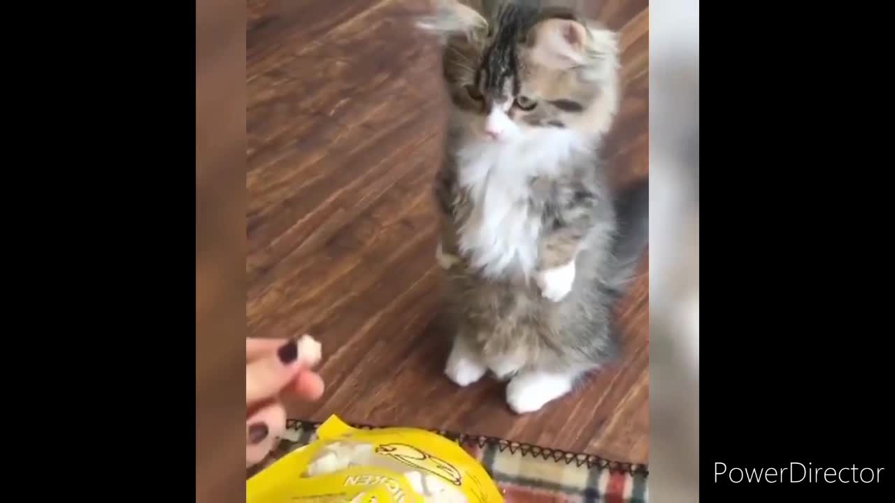 best caat funny