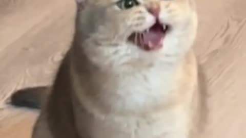 Funny animal videos