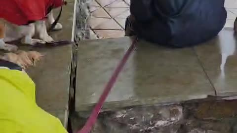 Wrong treatment with pet dogs