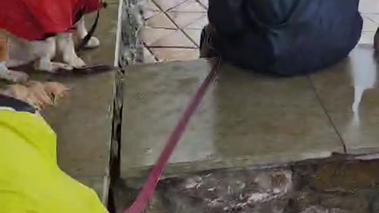 Wrong treatment with pet dogs