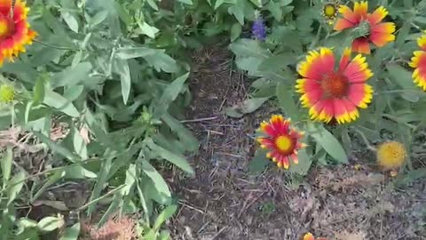 Birds chirping and flowers fragrant, little flowers vying to open